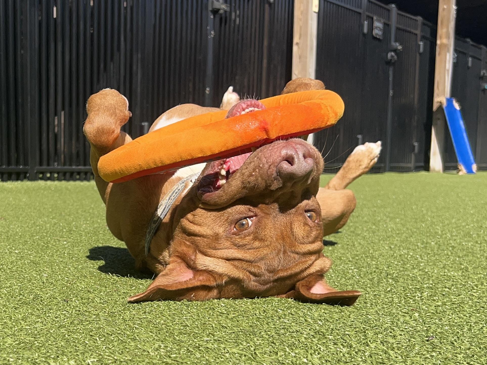 Enlarge CHEROKEE, a ADOPTABLE mixed breed in Ridgeland, SC image 5/6