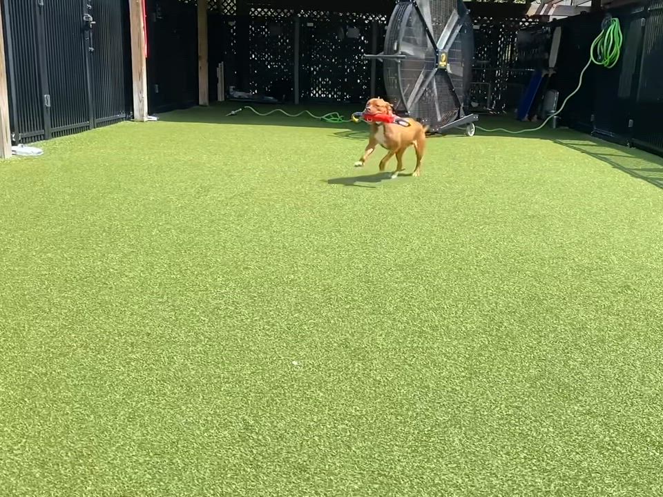 Enlarge CHEROKEE, a ADOPTABLE mixed breed in Ridgeland, SC video 2/6