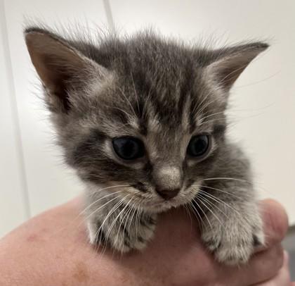 Dee Dee @ PetSmart in Athens