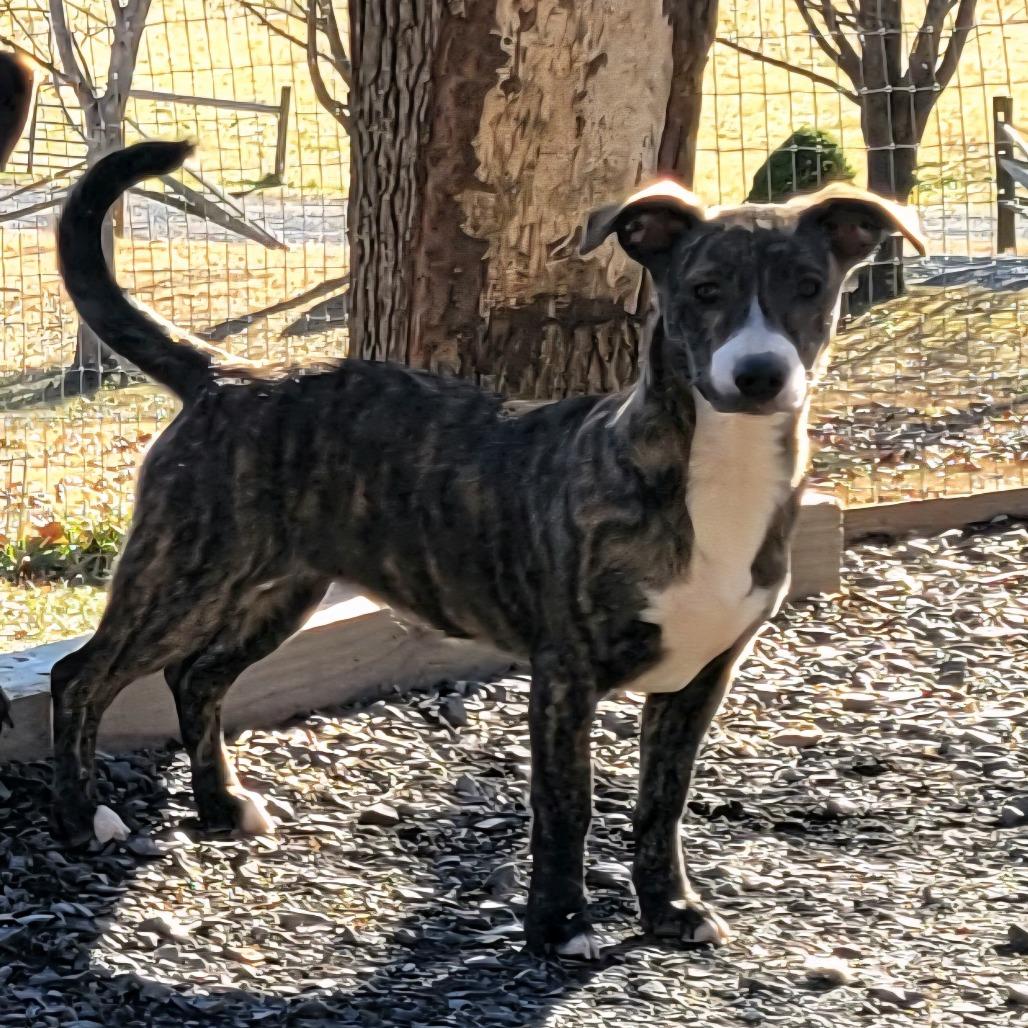 Harvest -Fee Sponsored + Free Training, Adoptable, Young Female Whippet & Greyhound.