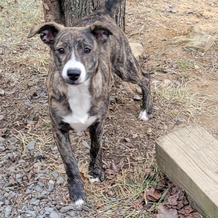 Harvest -Fee Sponsored + Free Training, a Adoptable mixed breed in Middletown, VA image 2/2