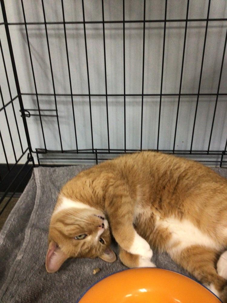 Enlarge Tigger, a Adoptable Domestic Short Hair in Logansport , IN image 1/1