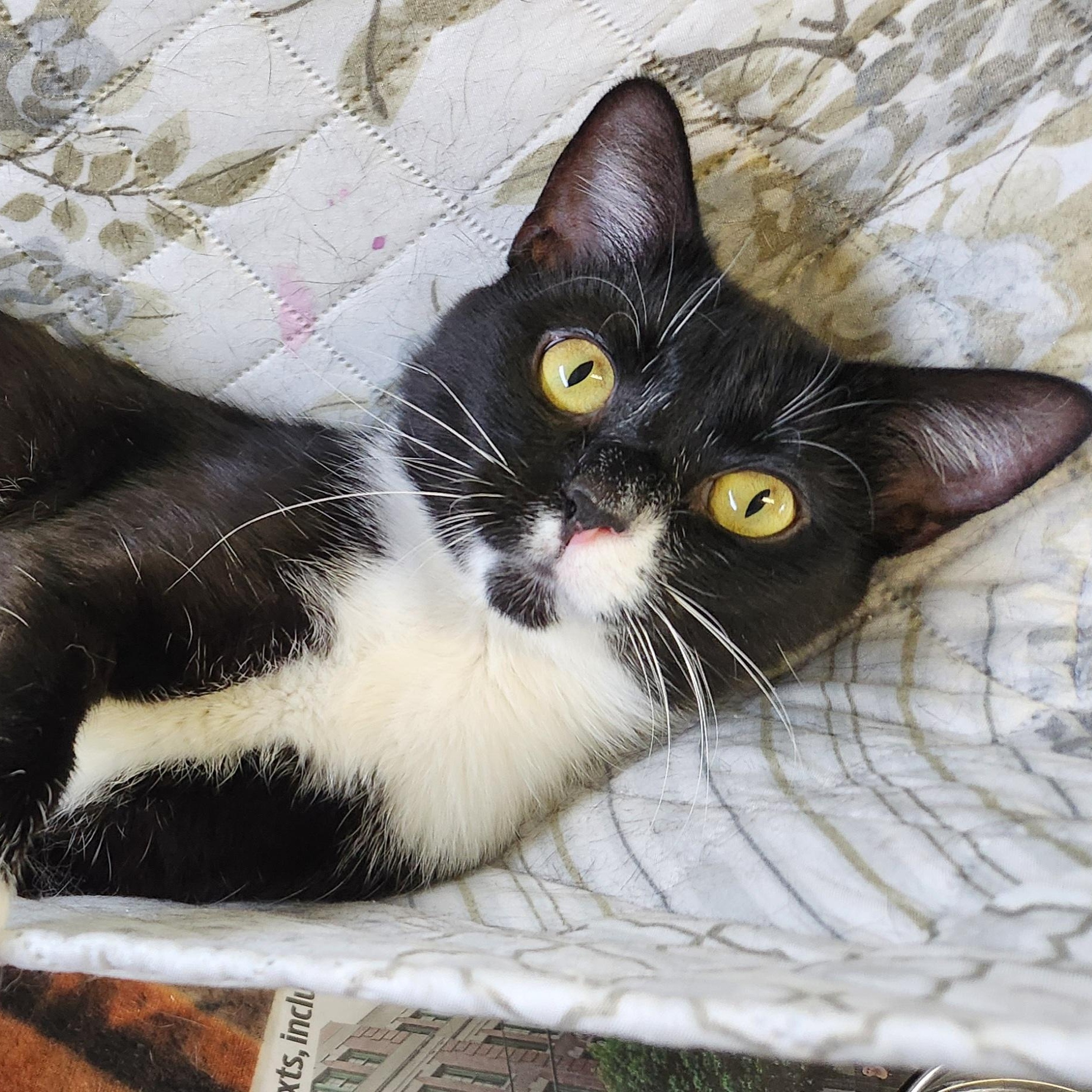 Camille, ADOPTABLE, Adult Female Tuxedo.