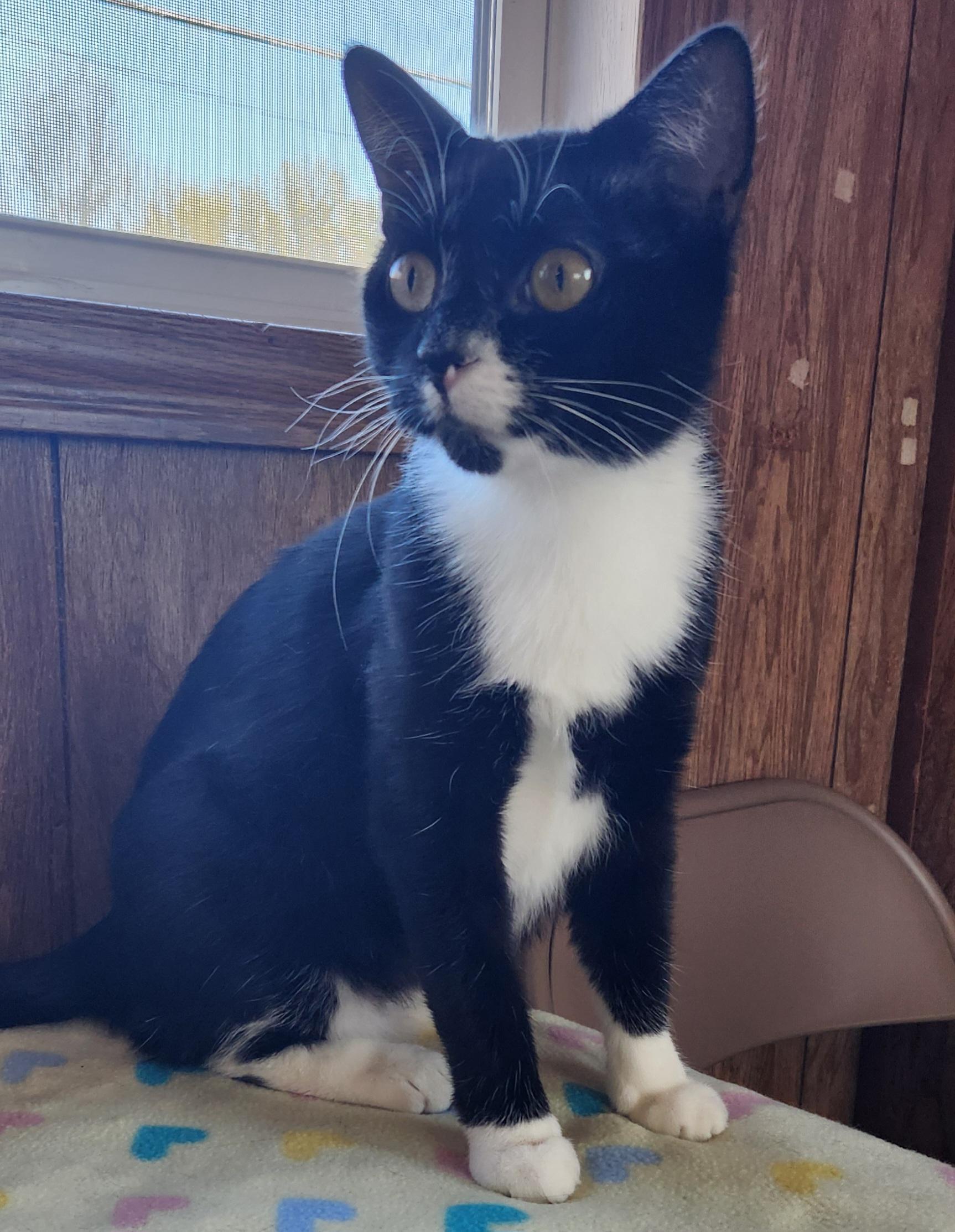 Enlarge Camille, a ADOPTABLE Tuxedo in Linden, NJ image 3/4