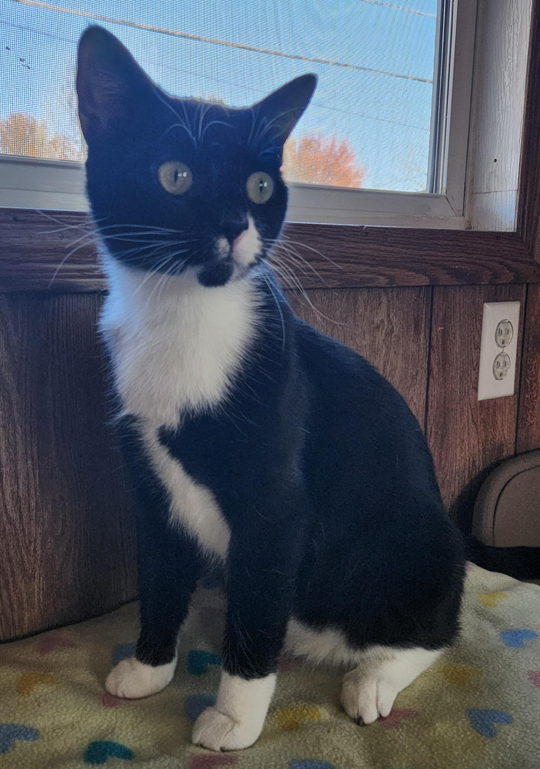 Enlarge Camille, a ADOPTABLE Tuxedo in Linden, NJ image 4/4