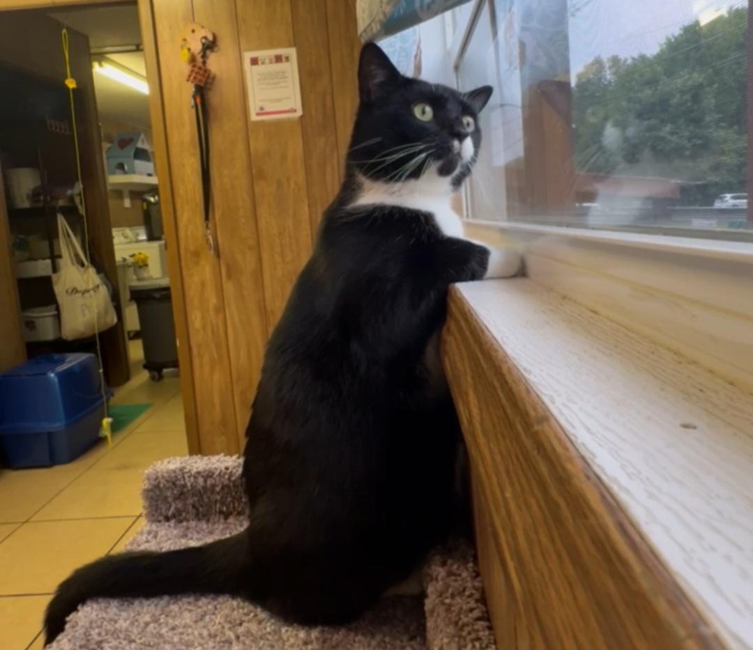Camille, ADOPTABLE, Adult Female Tuxedo.