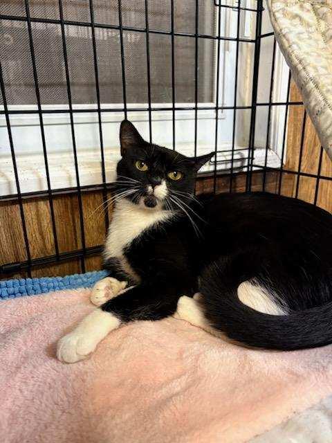 Enlarge Camille, a ADOPTABLE Tuxedo in Linden, NJ image 2/4