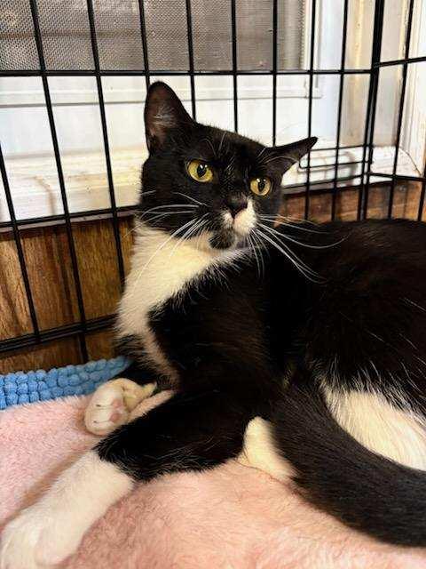 Camille, ADOPTABLE, Adult Female Tuxedo.