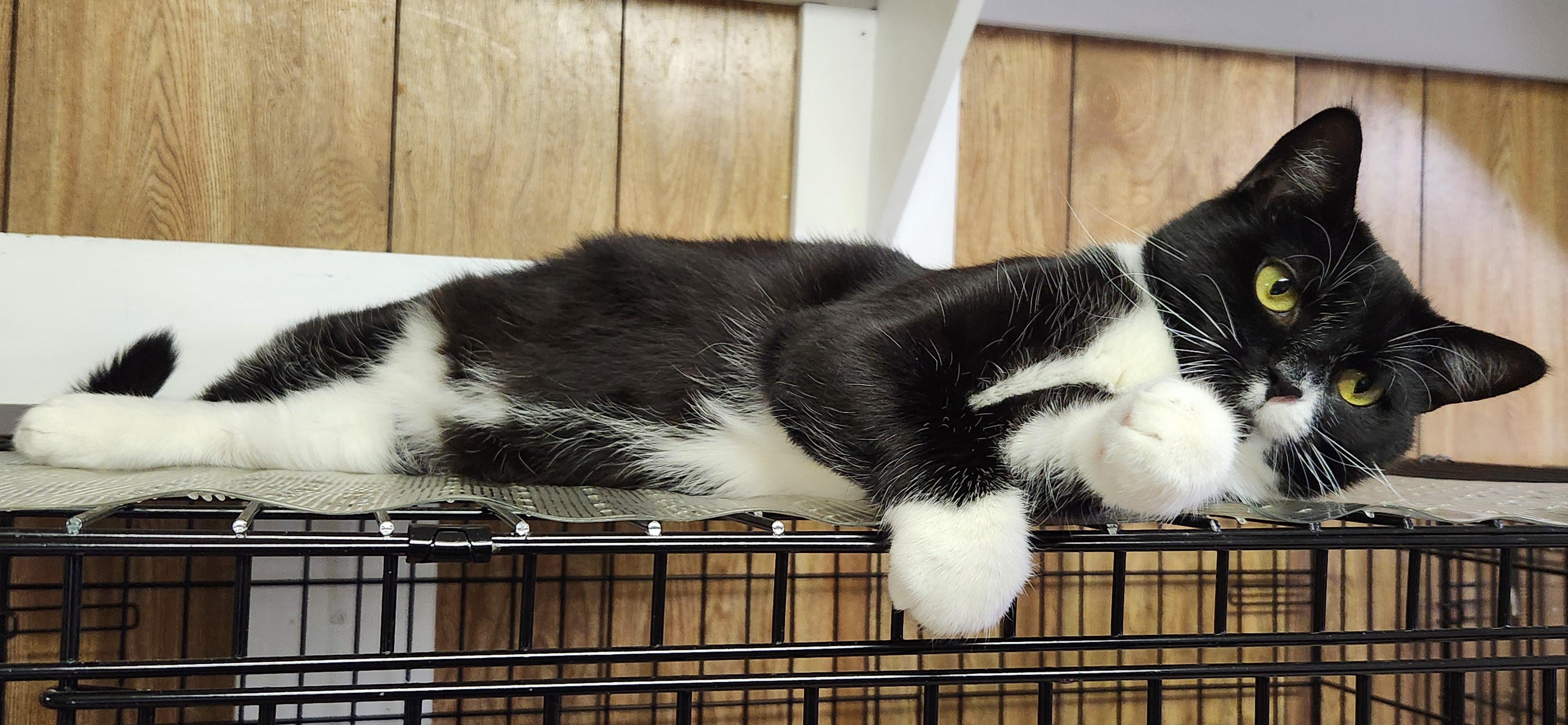 Camille, a ADOPTABLE Tuxedo in Linden, NJ image 6/6