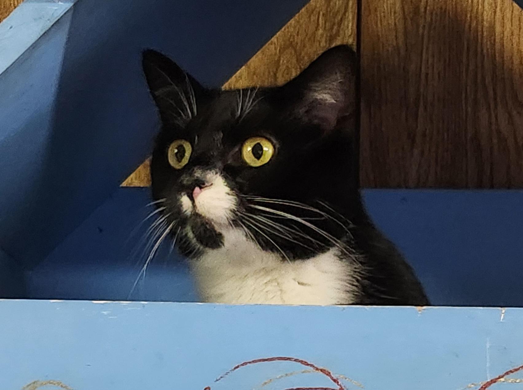 Camille, a ADOPTABLE Tuxedo in Linden, NJ image 5/6