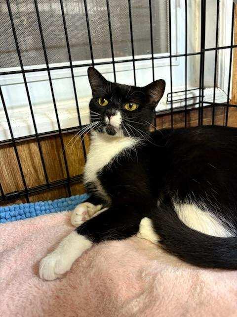 Enlarge Camille, a ADOPTABLE Tuxedo in Linden, NJ image 4/4
