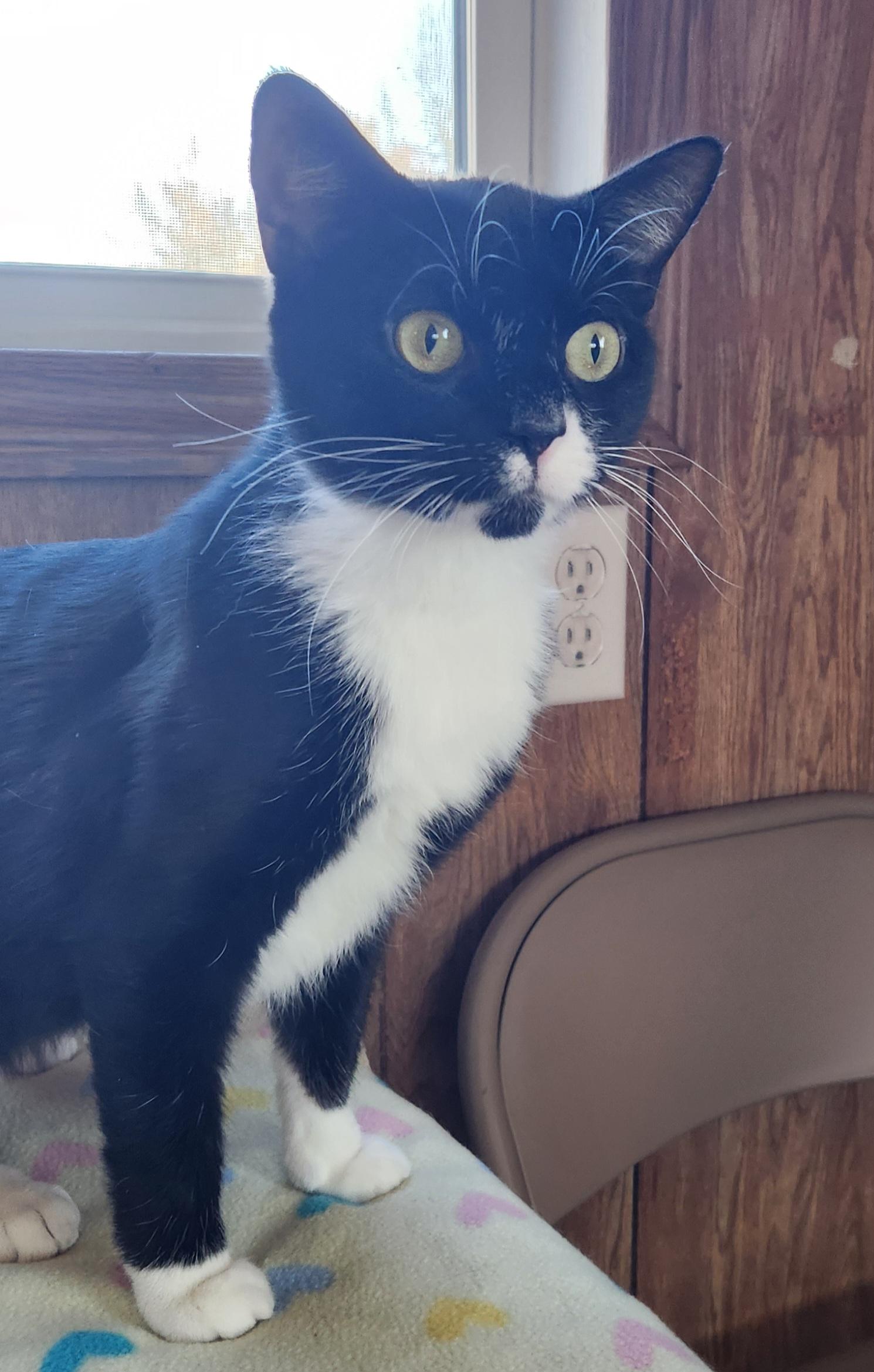 Enlarge Camille, a ADOPTABLE Tuxedo in Linden, NJ image 2/4