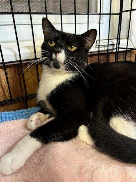 Enlarge Camille, a ADOPTABLE Tuxedo in Linden, NJ image 3/4