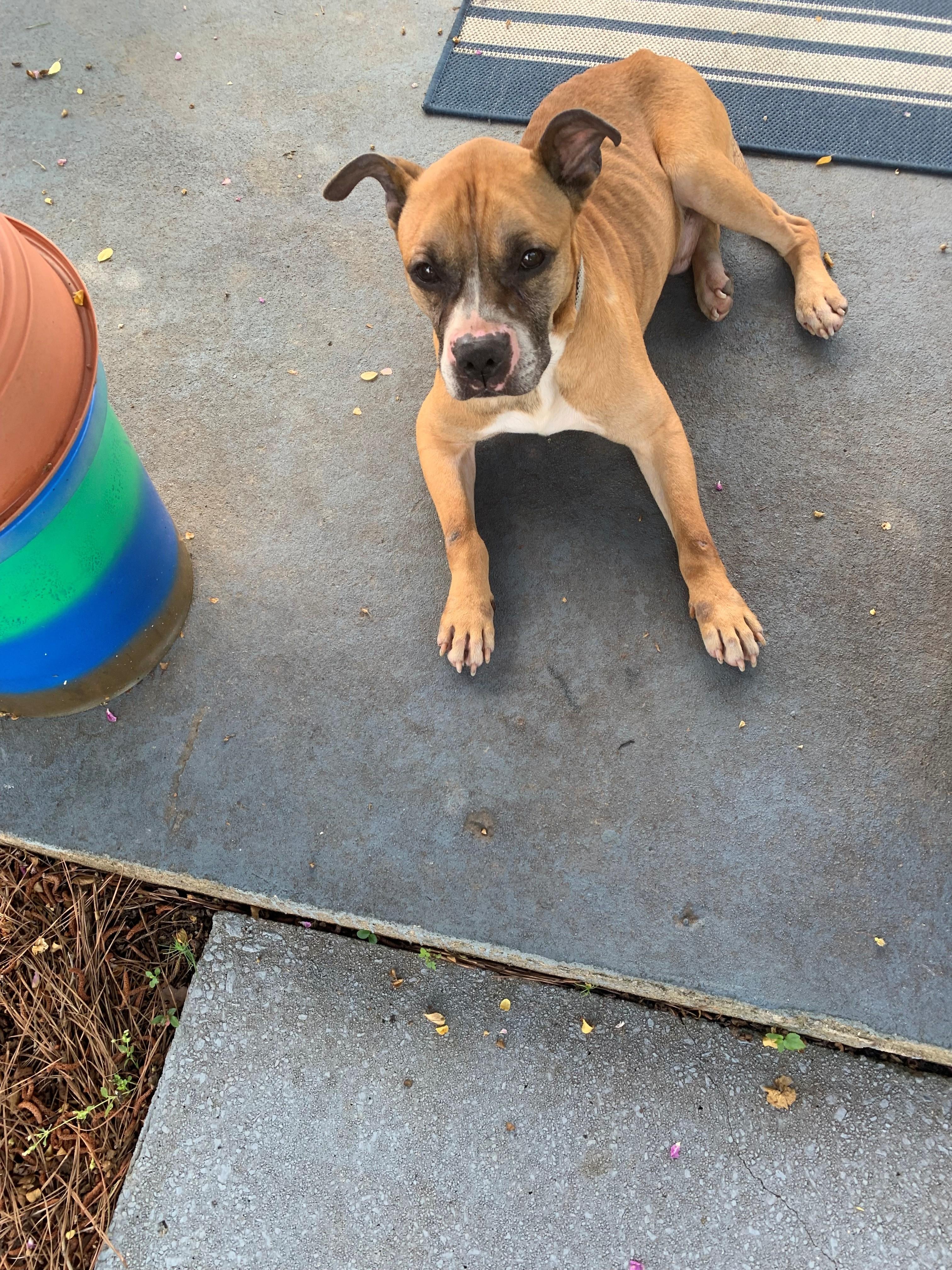 Wilson Boxer Mix Owner Rehoming Sweet Submissive Baby