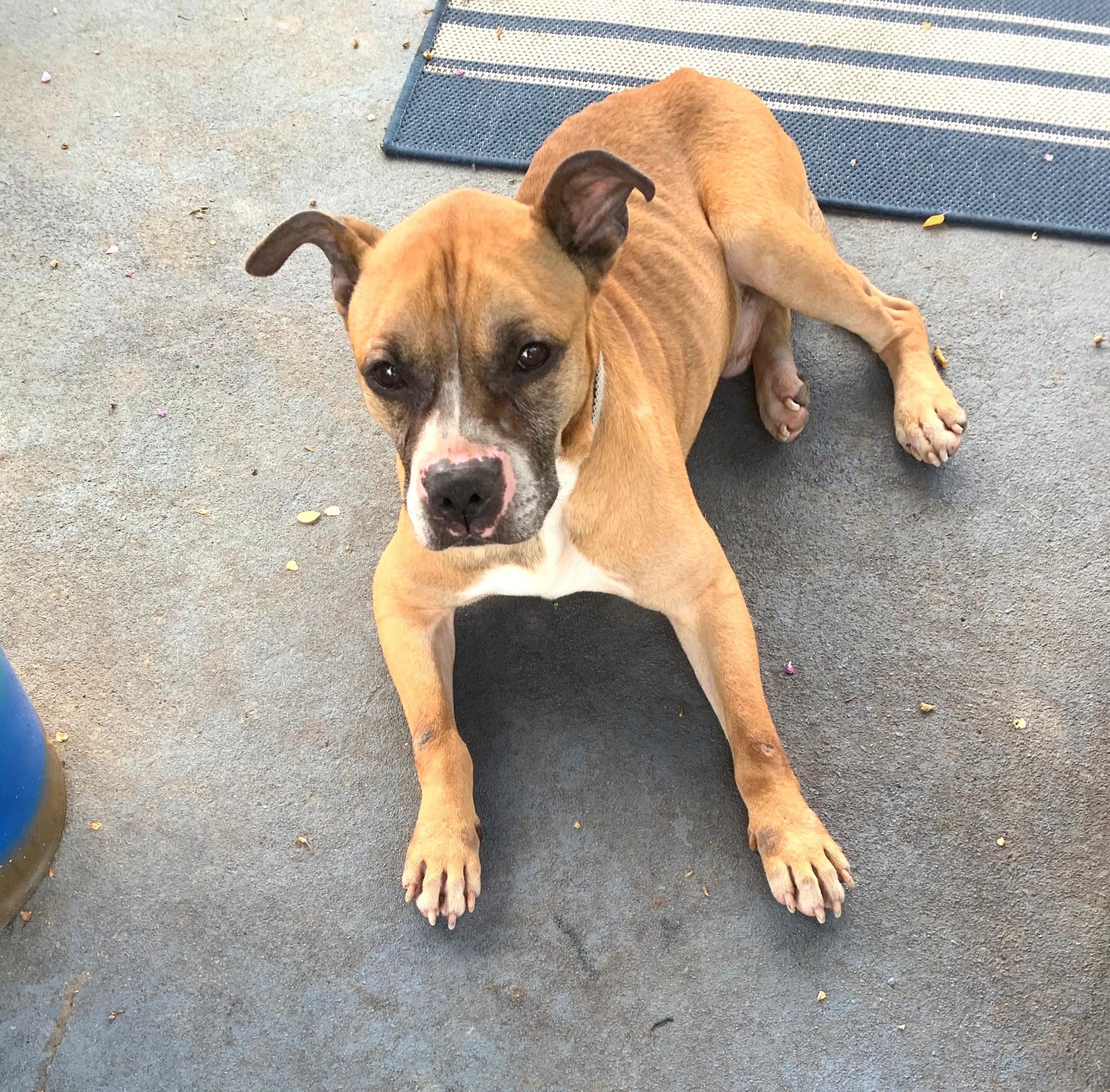 Wilson Boxer Mix Owner Rehoming Sweet Submissive Baby