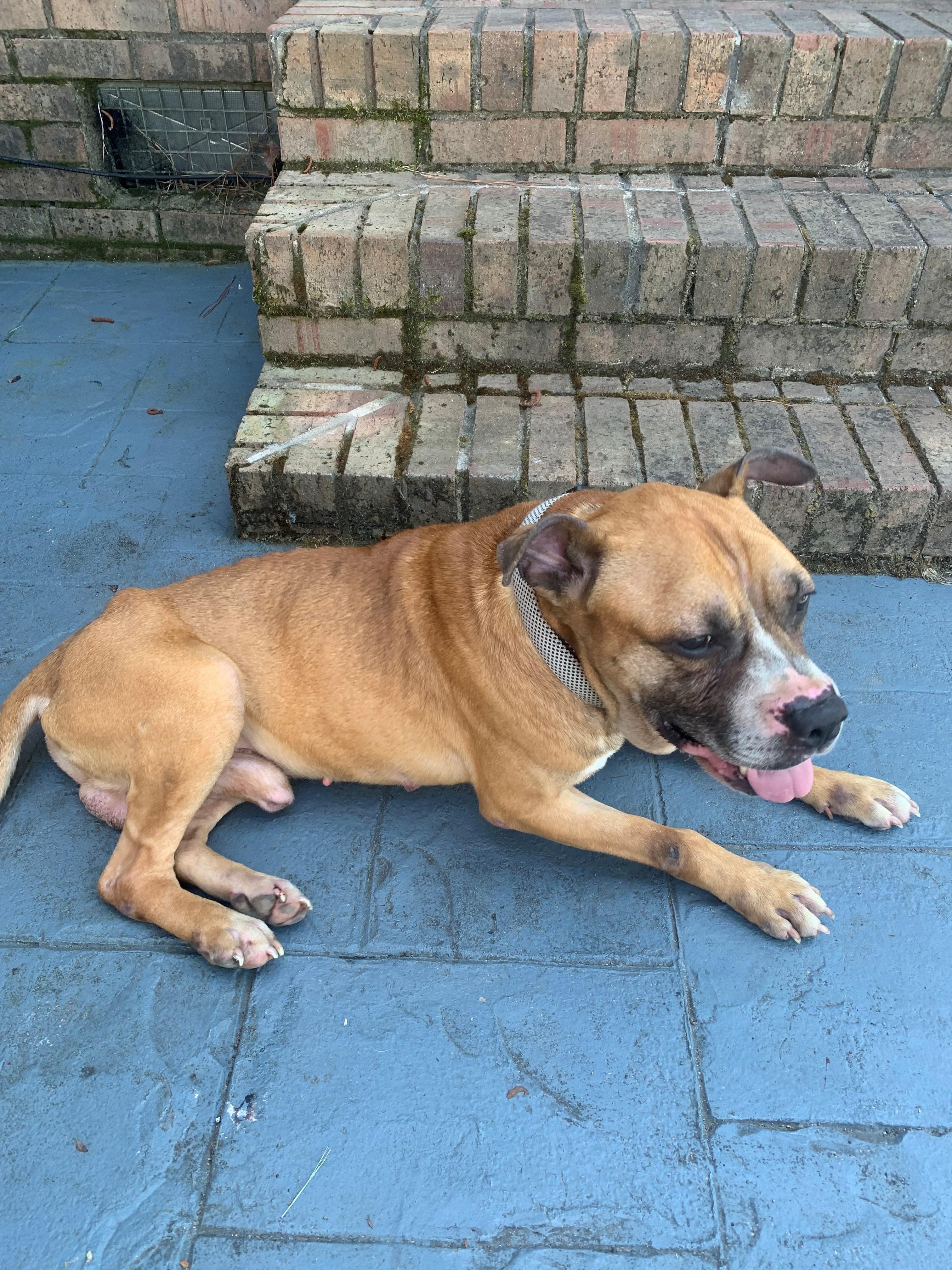 Wilson Boxer Mix Owner Rehoming Sweet Submissive Baby