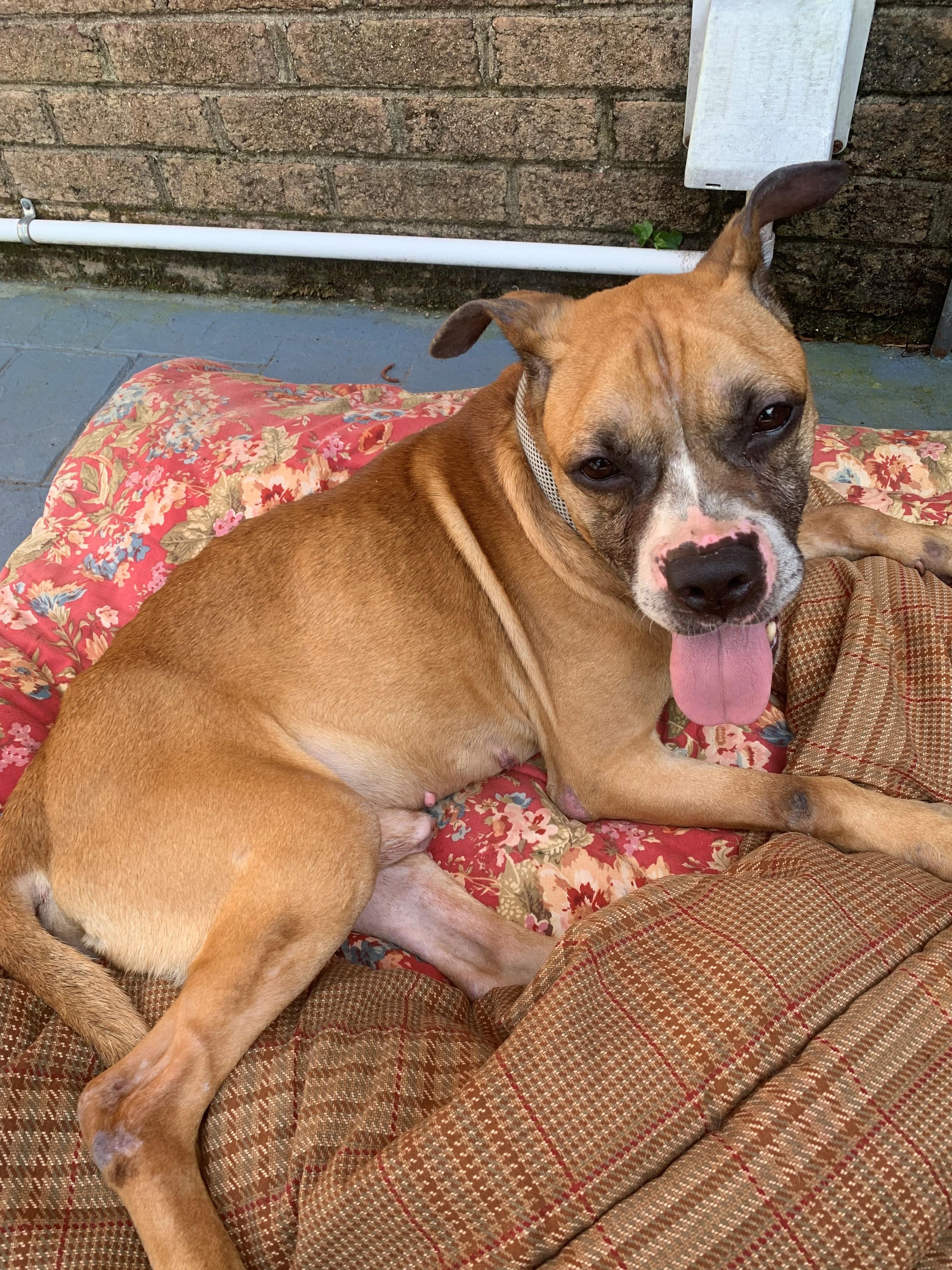 Wilson Boxer Mix Owner Rehoming Sweet Submissive Baby