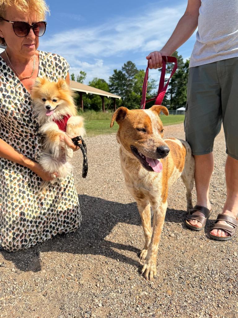 Loki, Adoptable, Young Male Cattle Dog.