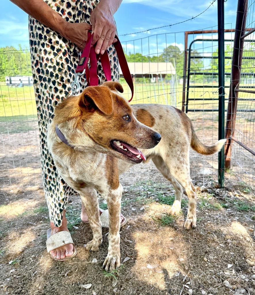 Enlarge Loki, a Adoptable mixed breed in Princeton, MA image 2/6