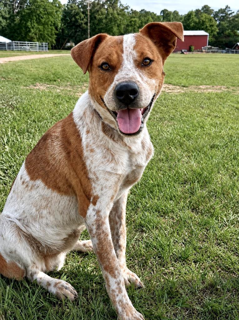 Enlarge Loki, a Adoptable mixed breed in Princeton, MA image 3/6