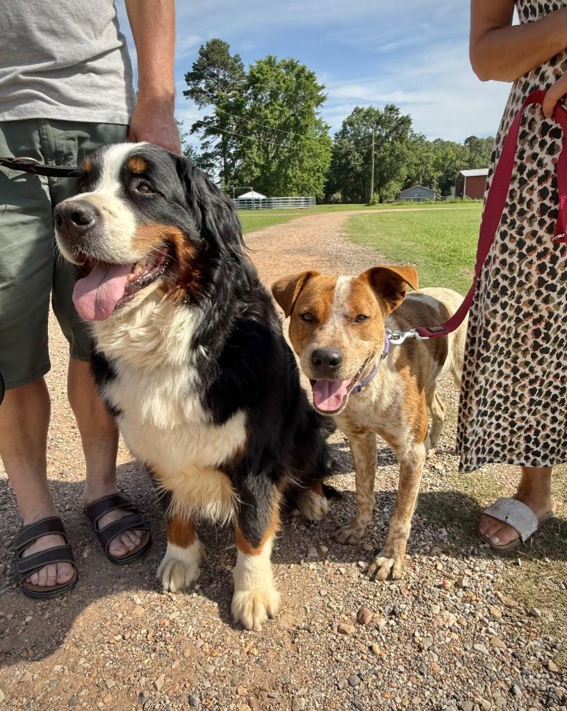 Enlarge Loki, a Adoptable mixed breed in Princeton, MA image 5/6