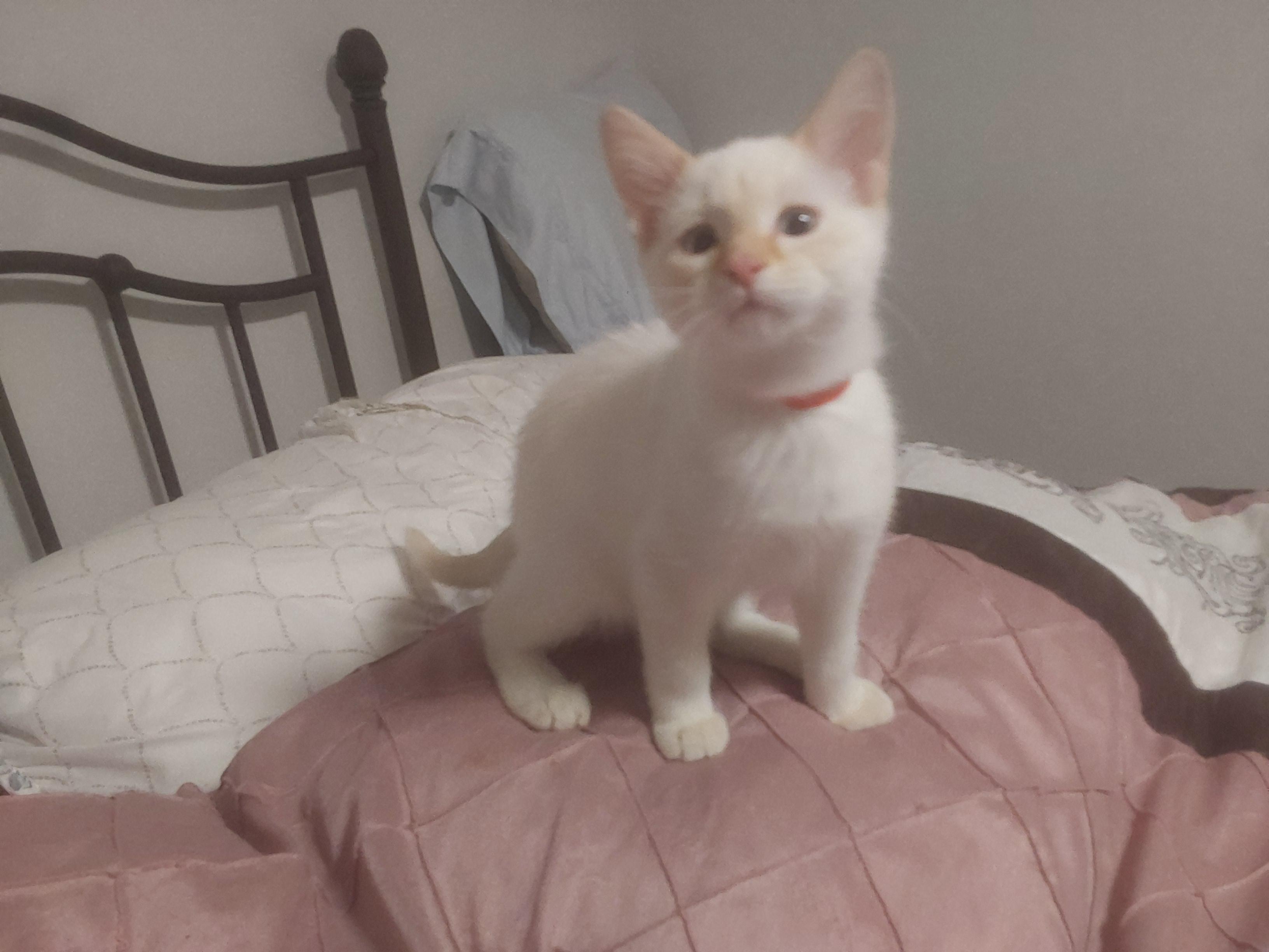 Enlarge Ryder, an adopted Siamese in Minneapolis, MN image 4/4