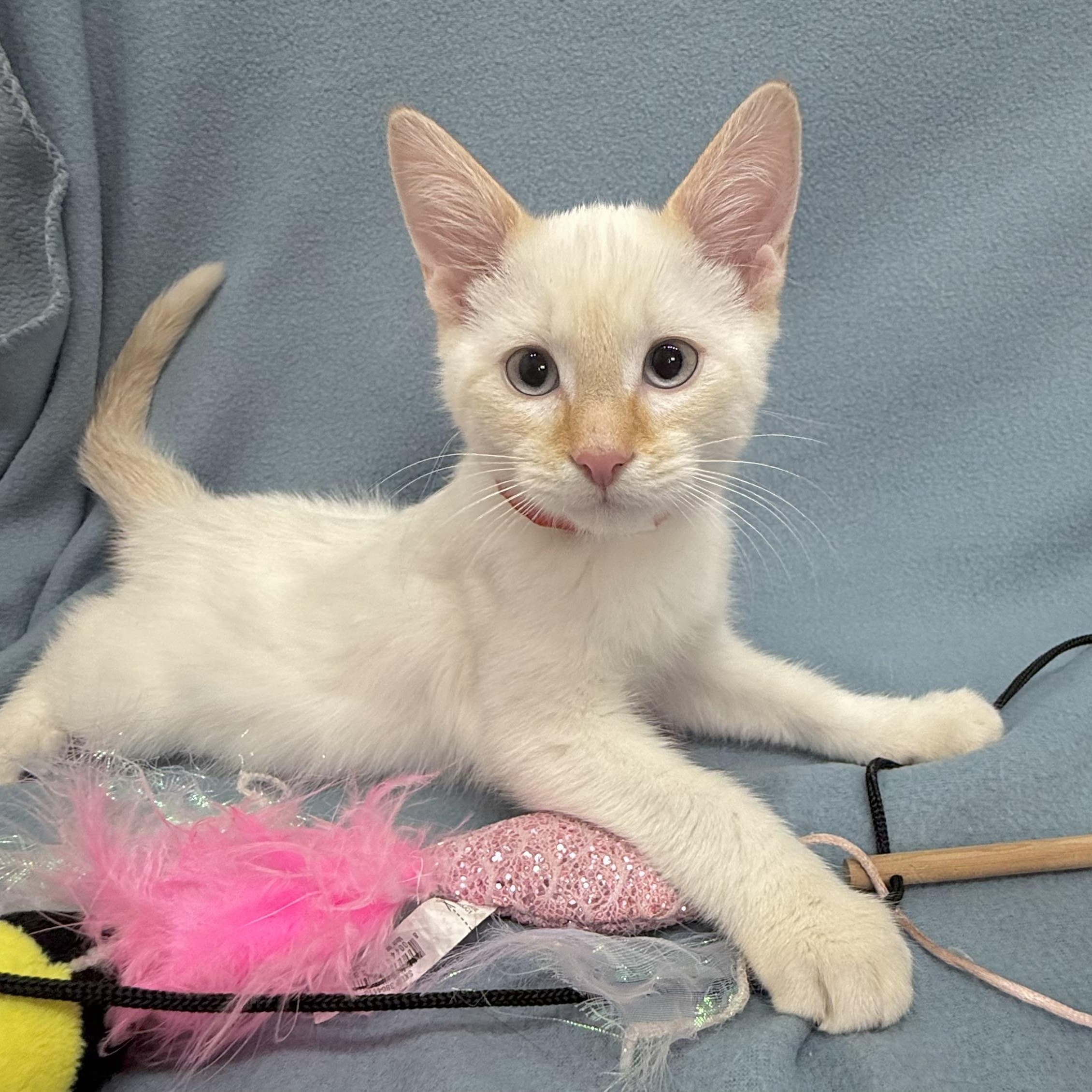 Enlarge Ryder, an adopted Siamese in Minneapolis, MN image 2/4