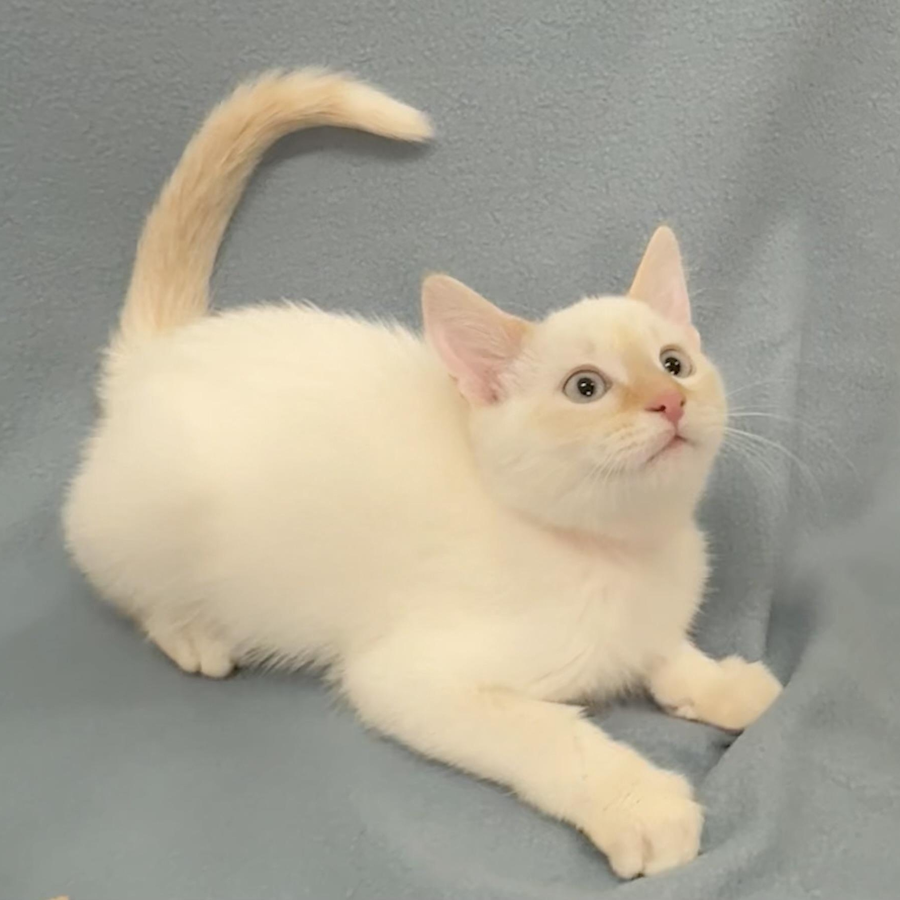 Enlarge Ryder, an adopted Siamese in Minneapolis, MN image 1/4
