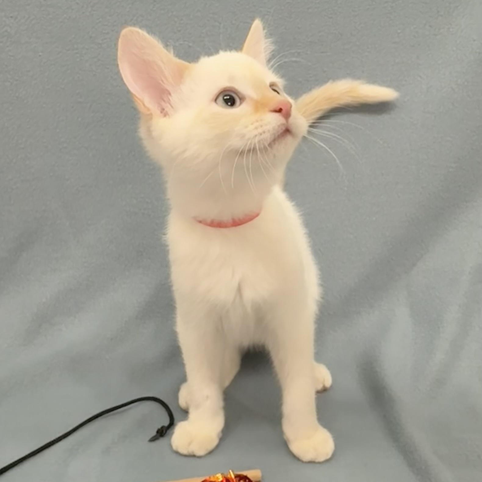 Enlarge Ryder, an adopted Siamese in Minneapolis, MN image 3/4