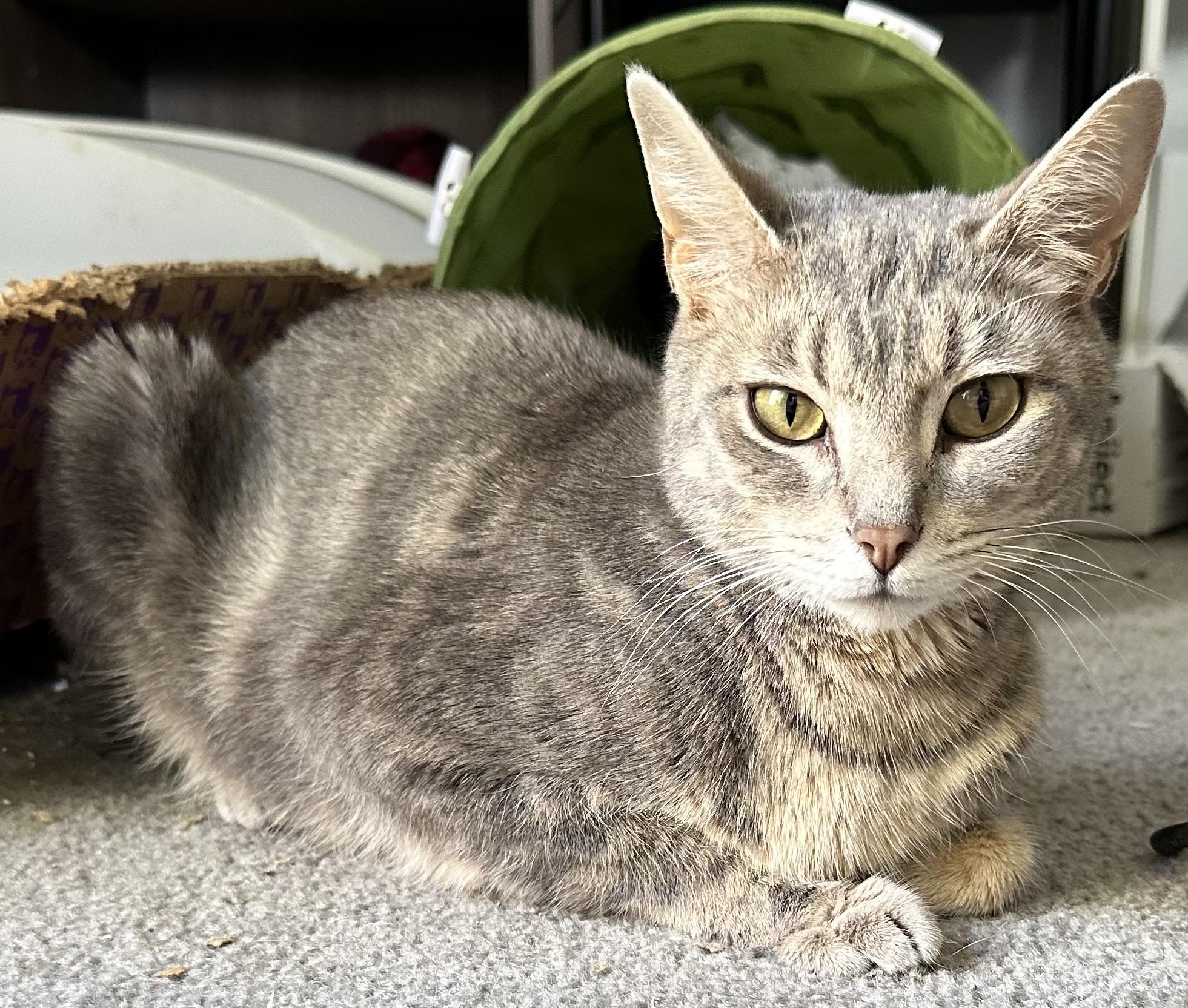 Melody, Adult Female Domestic Short Hair