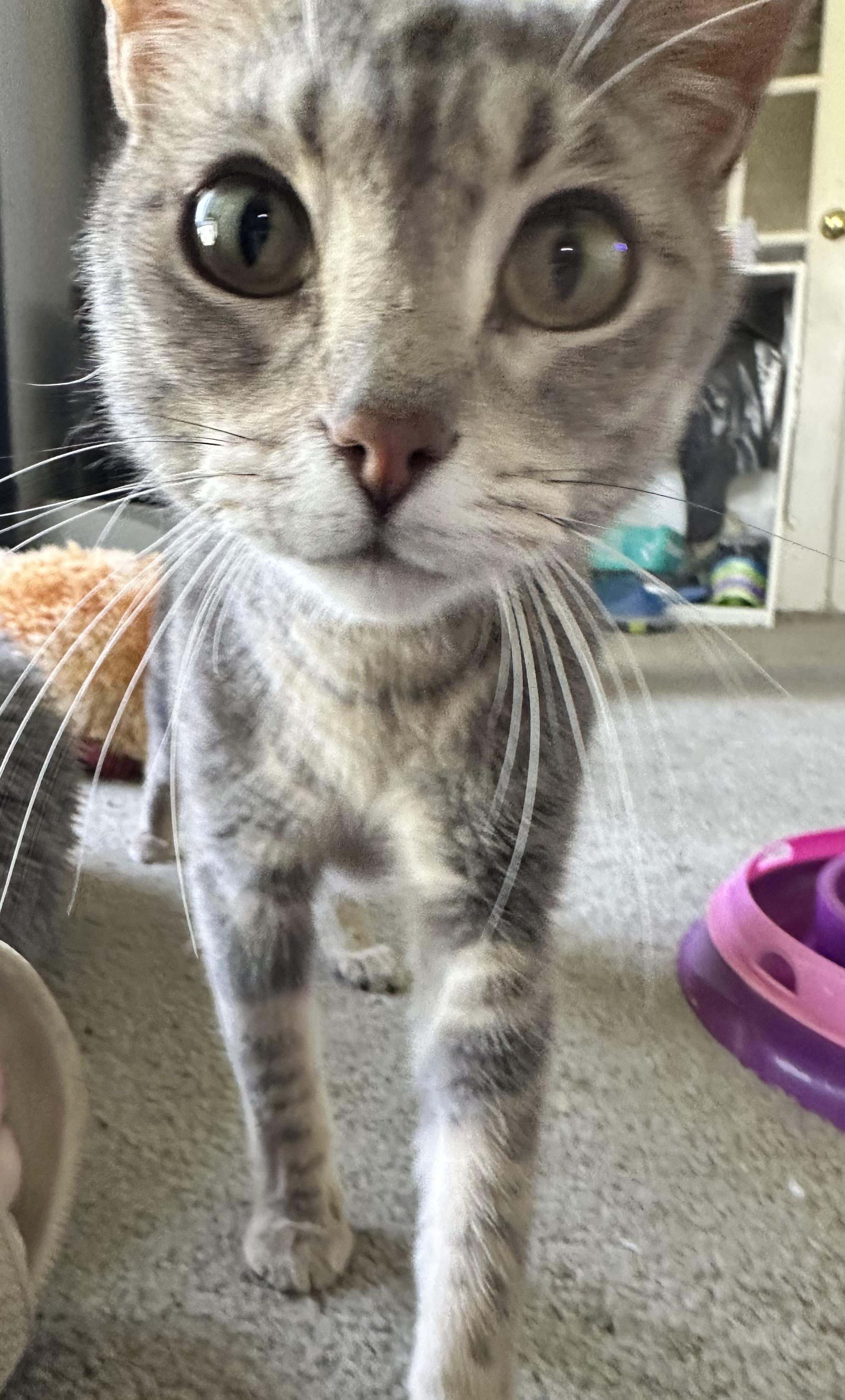 Melody, a Adoptable mixed breed in Kirklin, IN image 4/6