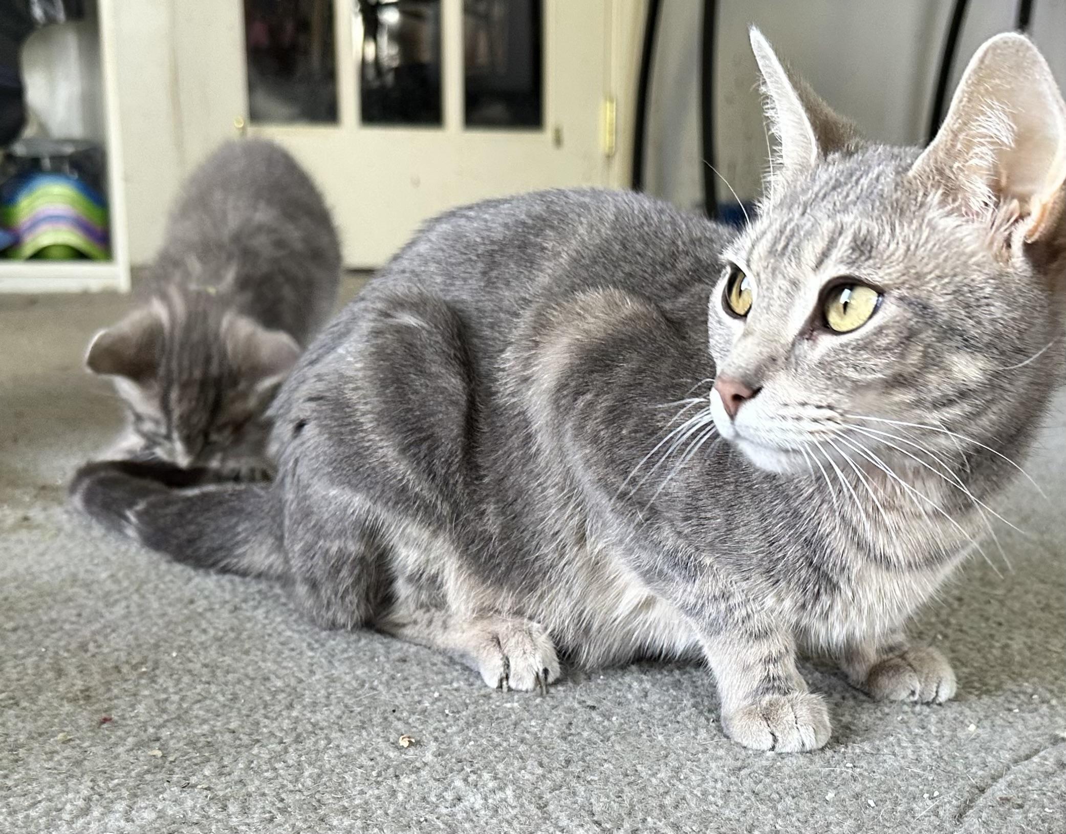 Melody, a Adoptable mixed breed in Kirklin, IN image 3/6