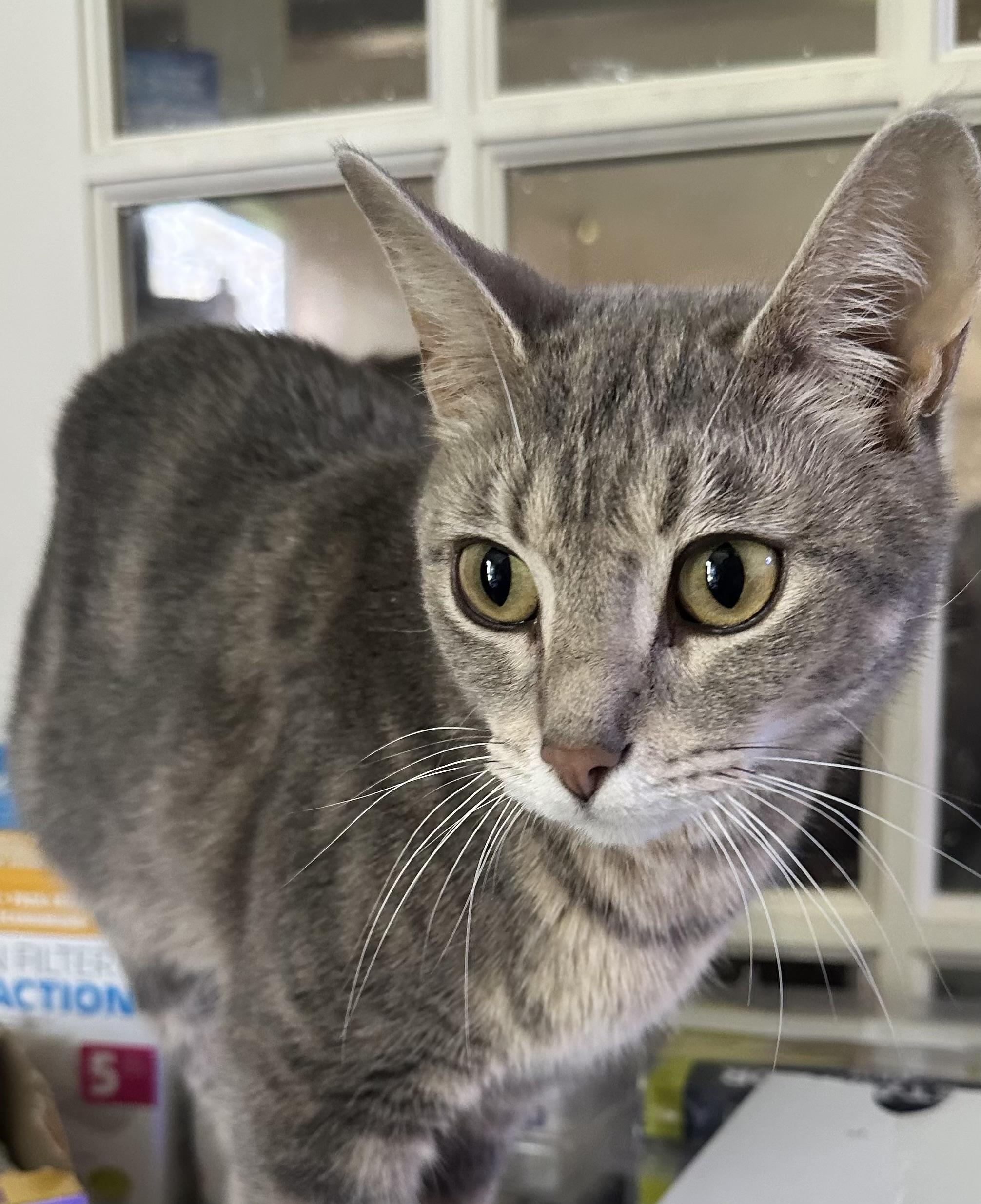 Melody, a Adoptable mixed breed in Kirklin, IN image 5/6