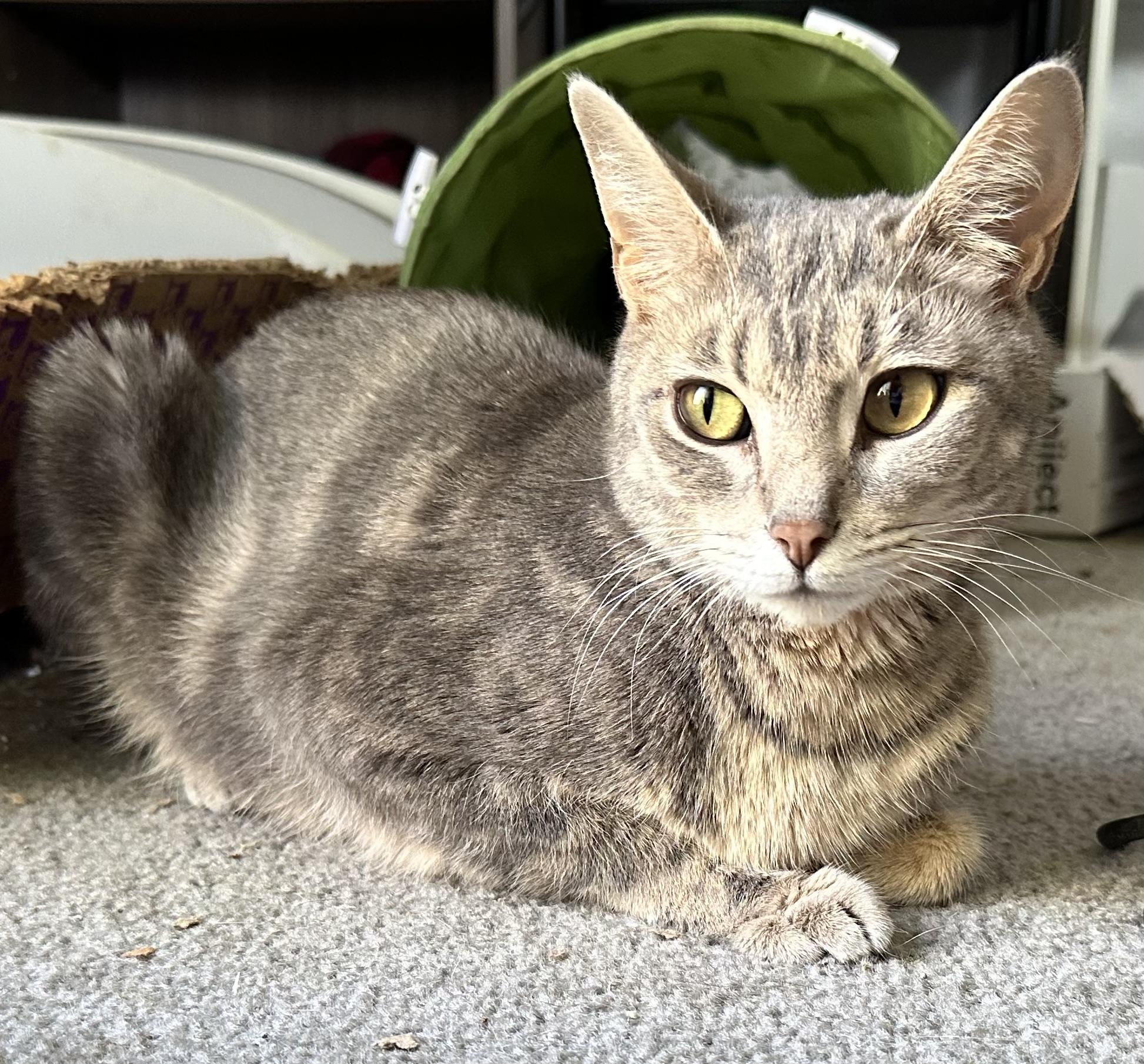 Melody, a Adoptable mixed breed in Kirklin, IN image 6/6