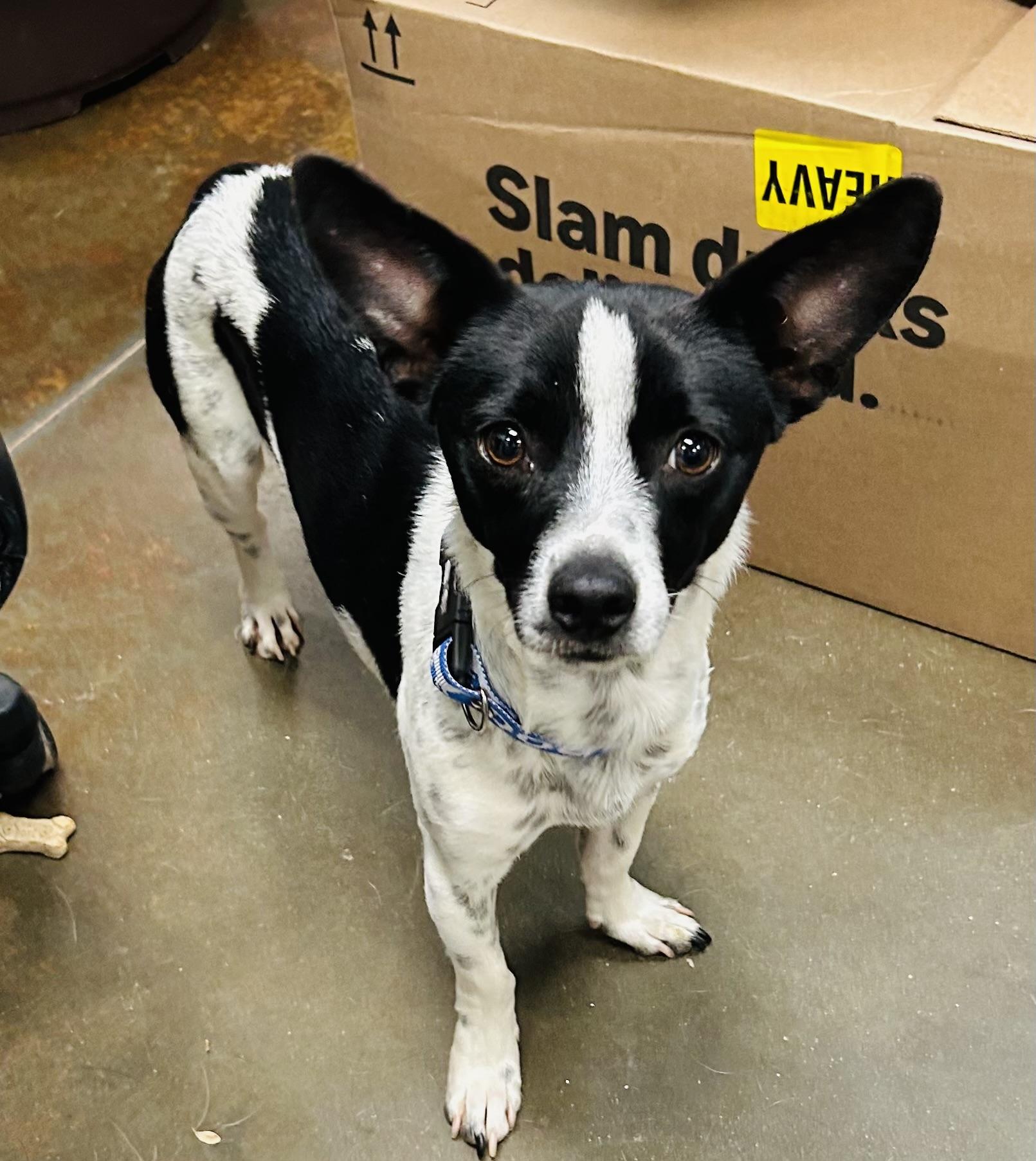 Nacho , ADOPTABLE, Adult Male Chihuahua.