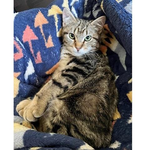 Tortellini, a ADOPTABLE Tabby in Salt Lake City, UT image 1/3