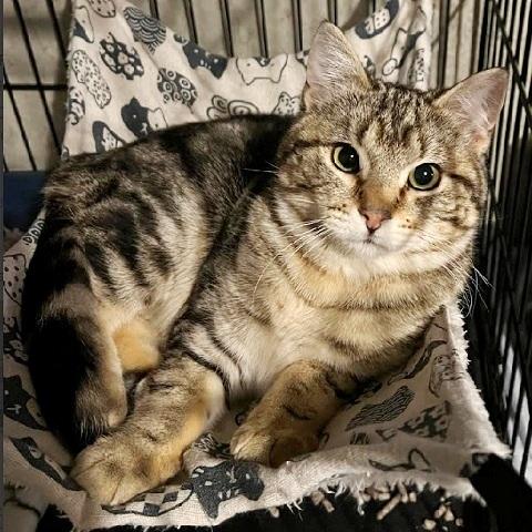 Enlarge Tortellini, a ADOPTABLE Tabby in Salt Lake City, UT image 1/2