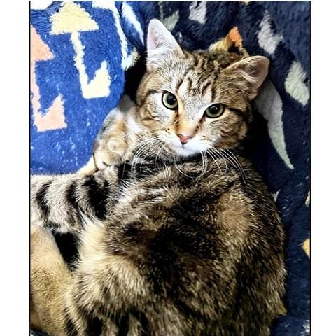 Tortellini, a ADOPTABLE Tabby in Salt Lake City, UT image 3/3