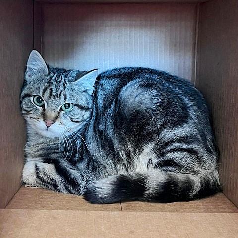 Tortellini, a ADOPTABLE Tabby in Salt Lake City, UT image 2/3