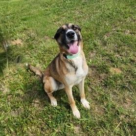 Barney, Adoptable, Adult Male Mixed Breed.
