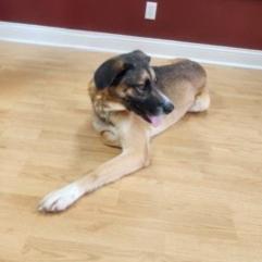 Enlarge Barney, a Adoptable Mixed Breed in Erie, PA image 2/2