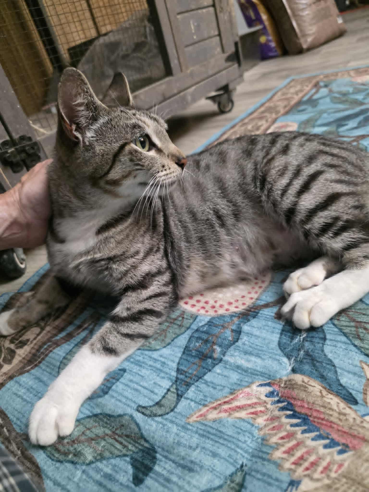 Tawnie, an adopted American Shorthair in highlands ranch, CO image 2/6