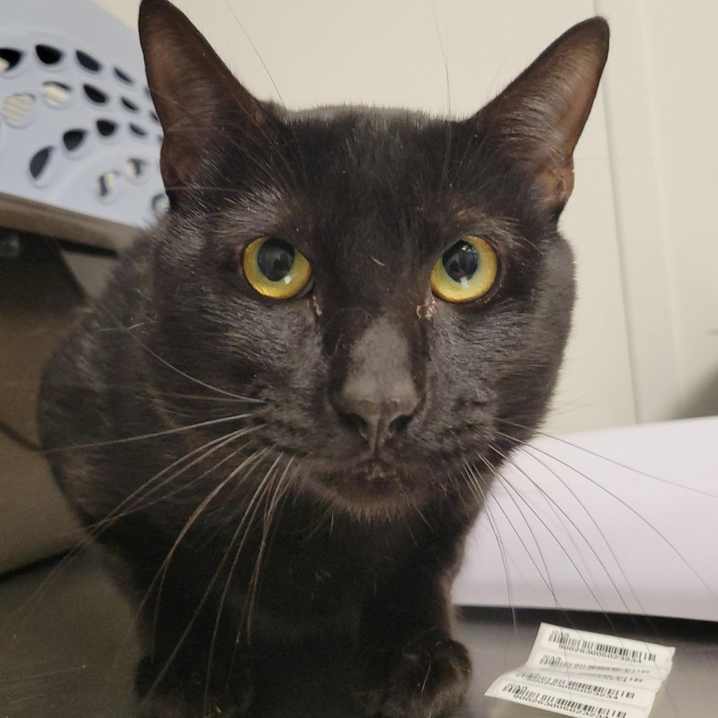 Peter, Adoptable, Adult Male Domestic Short Hair.