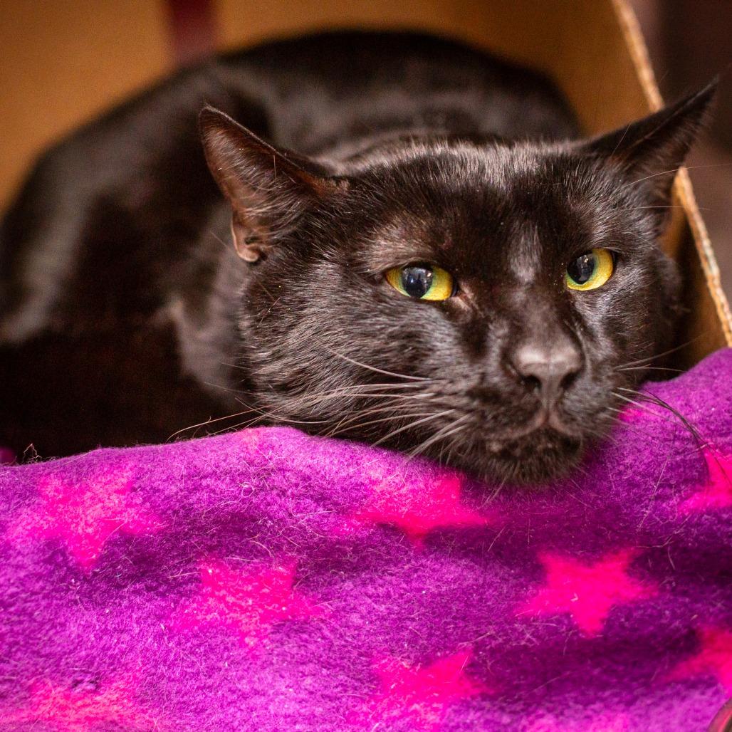 Enlarge Peter, a Adoptable mixed breed in Hattiesburg, MS image 2/2