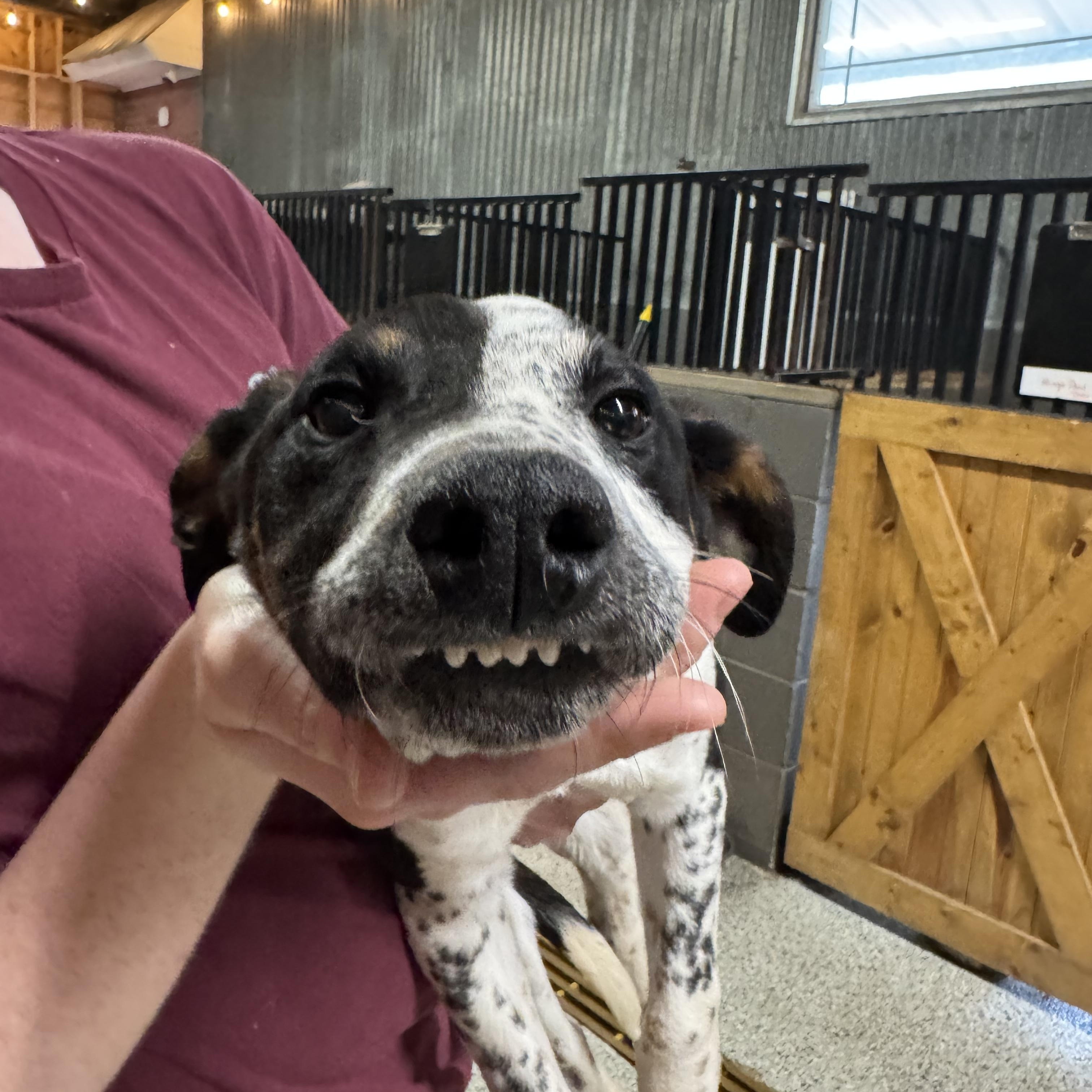 Enlarge Pluto , a ADOPTABLE mixed breed in Baker, LA image 6/6