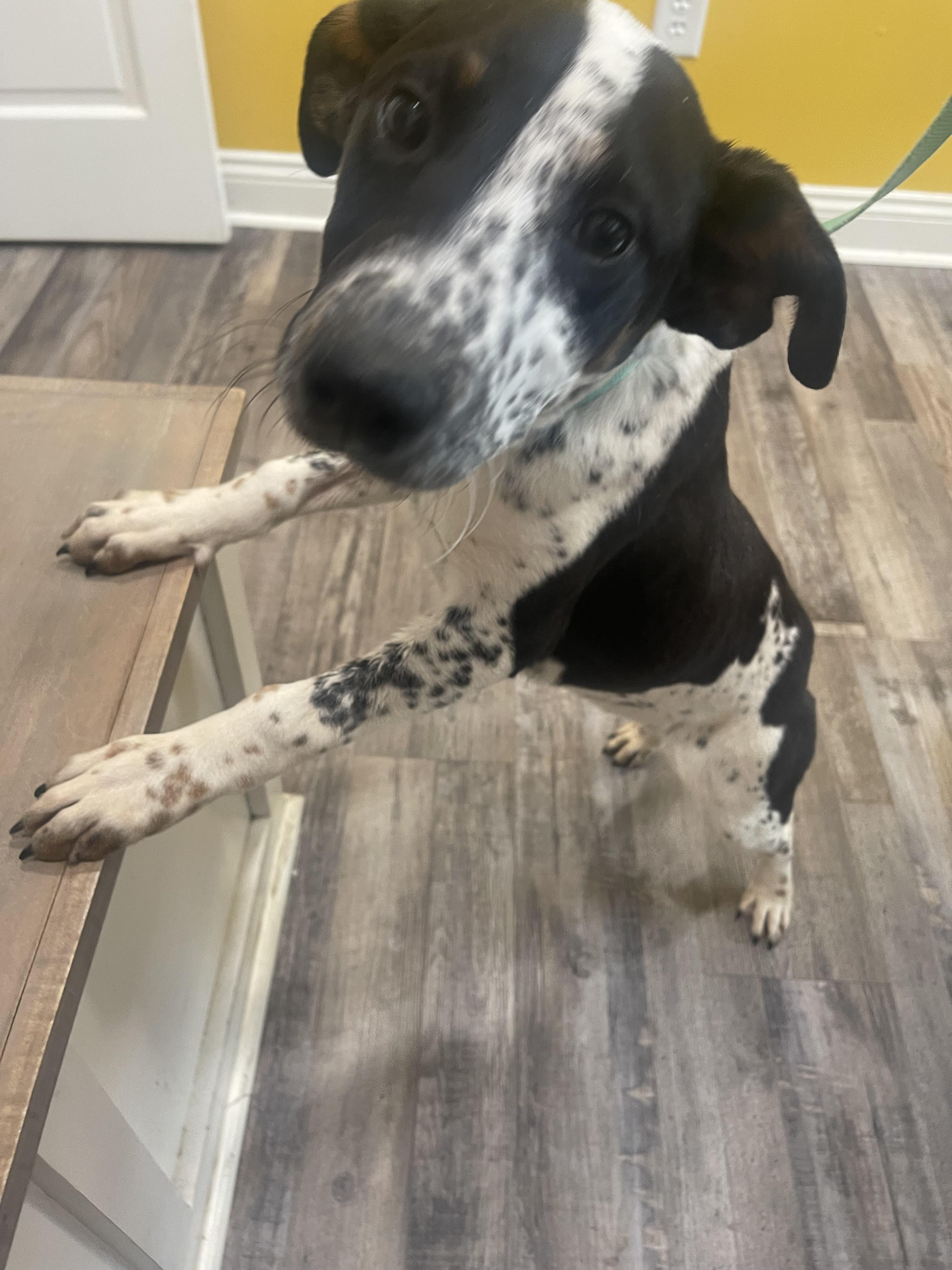 Enlarge Pluto , a ADOPTABLE mixed breed in Baker, LA image 5/6