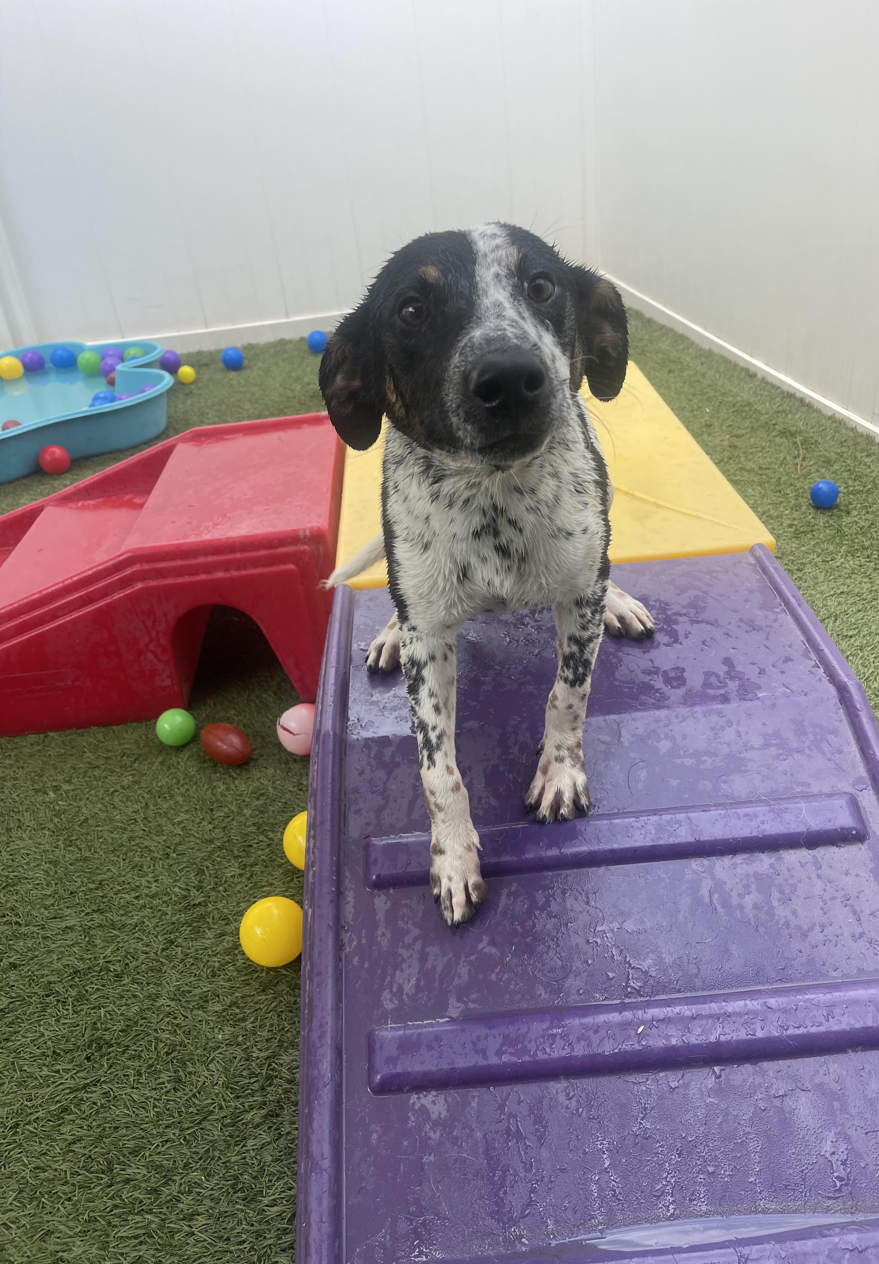 Enlarge Pluto , a ADOPTABLE mixed breed in Baker, LA image 4/5