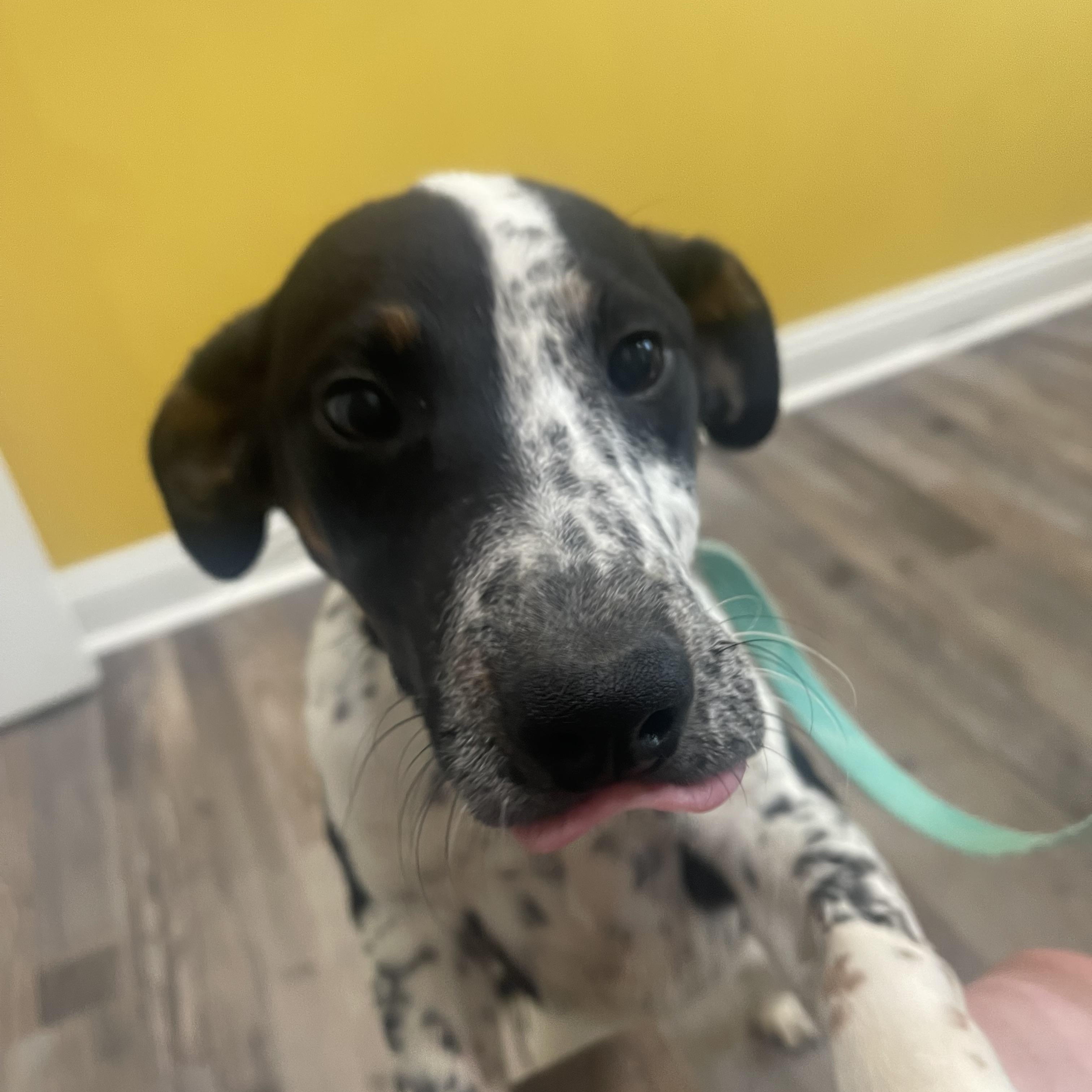 Enlarge Pluto , a ADOPTABLE mixed breed in Baker, LA image 3/6