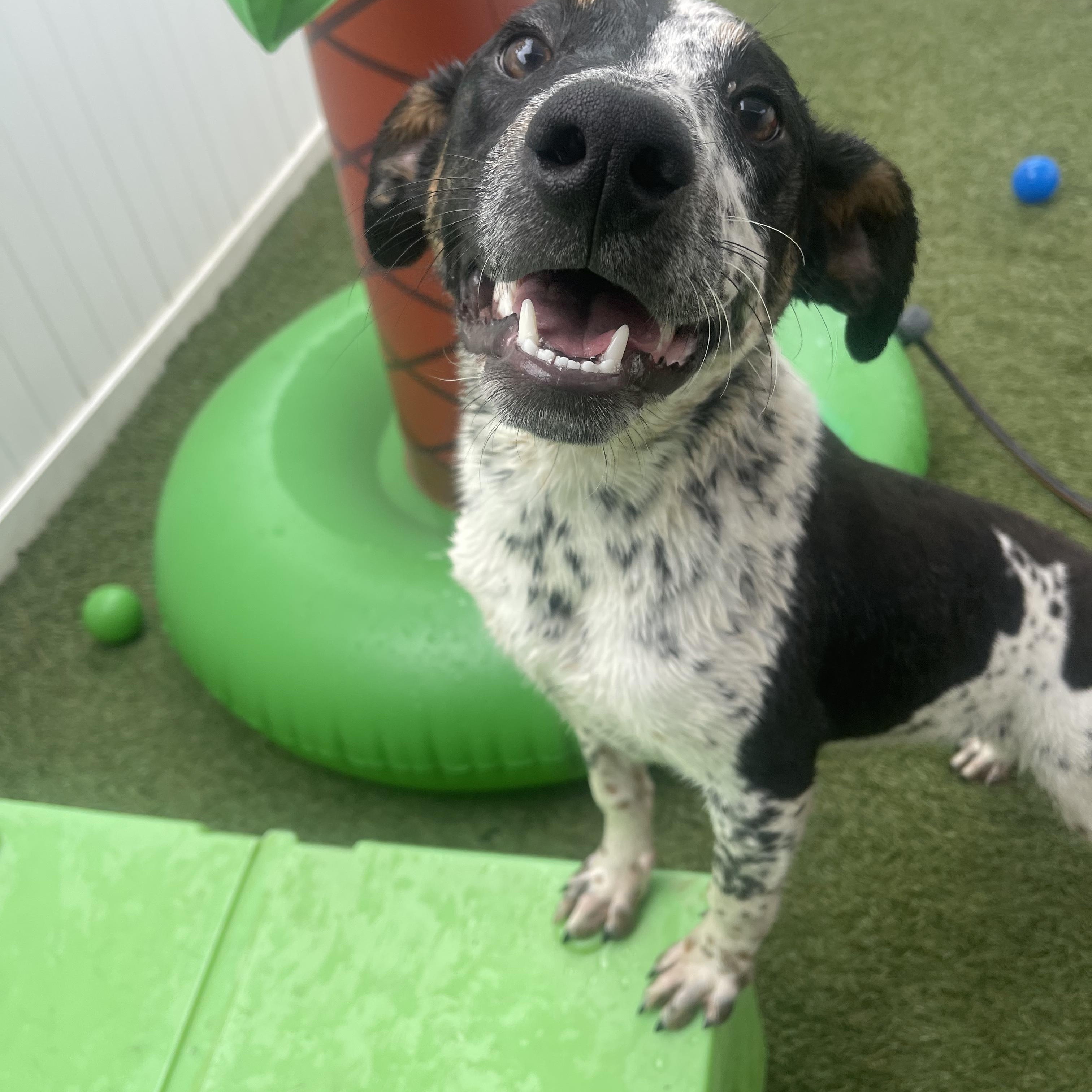 Enlarge Pluto , a ADOPTABLE mixed breed in Baker, LA image 5/5