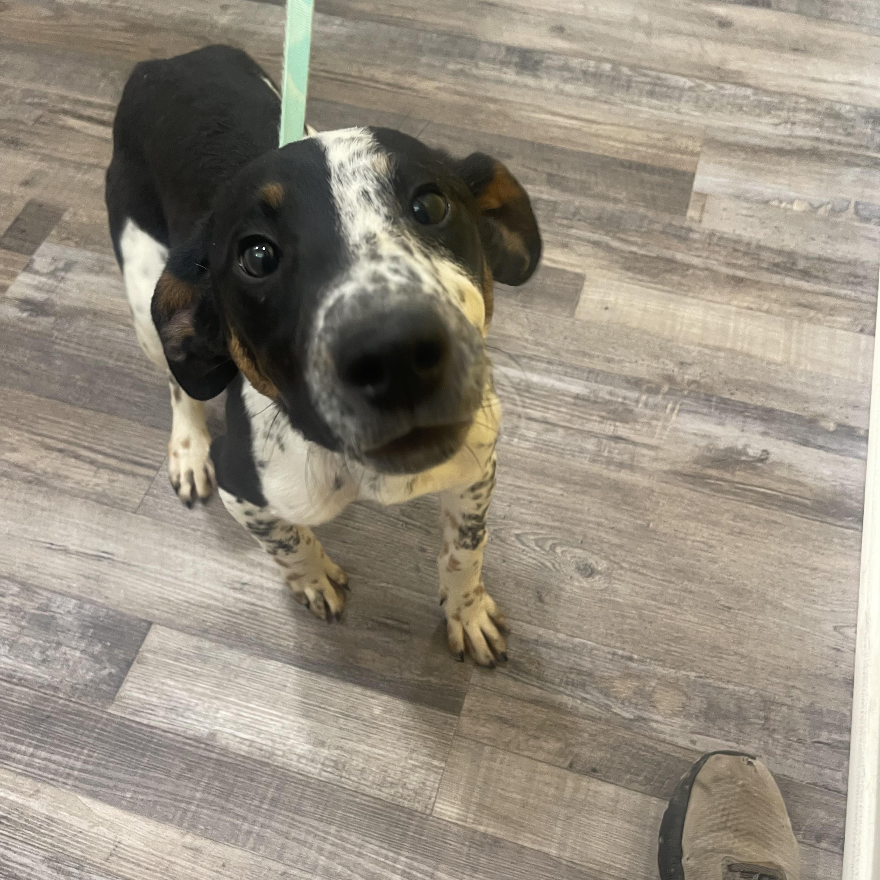 Pluto , ADOPTABLE, Young Male Spaniel & Beagle.
